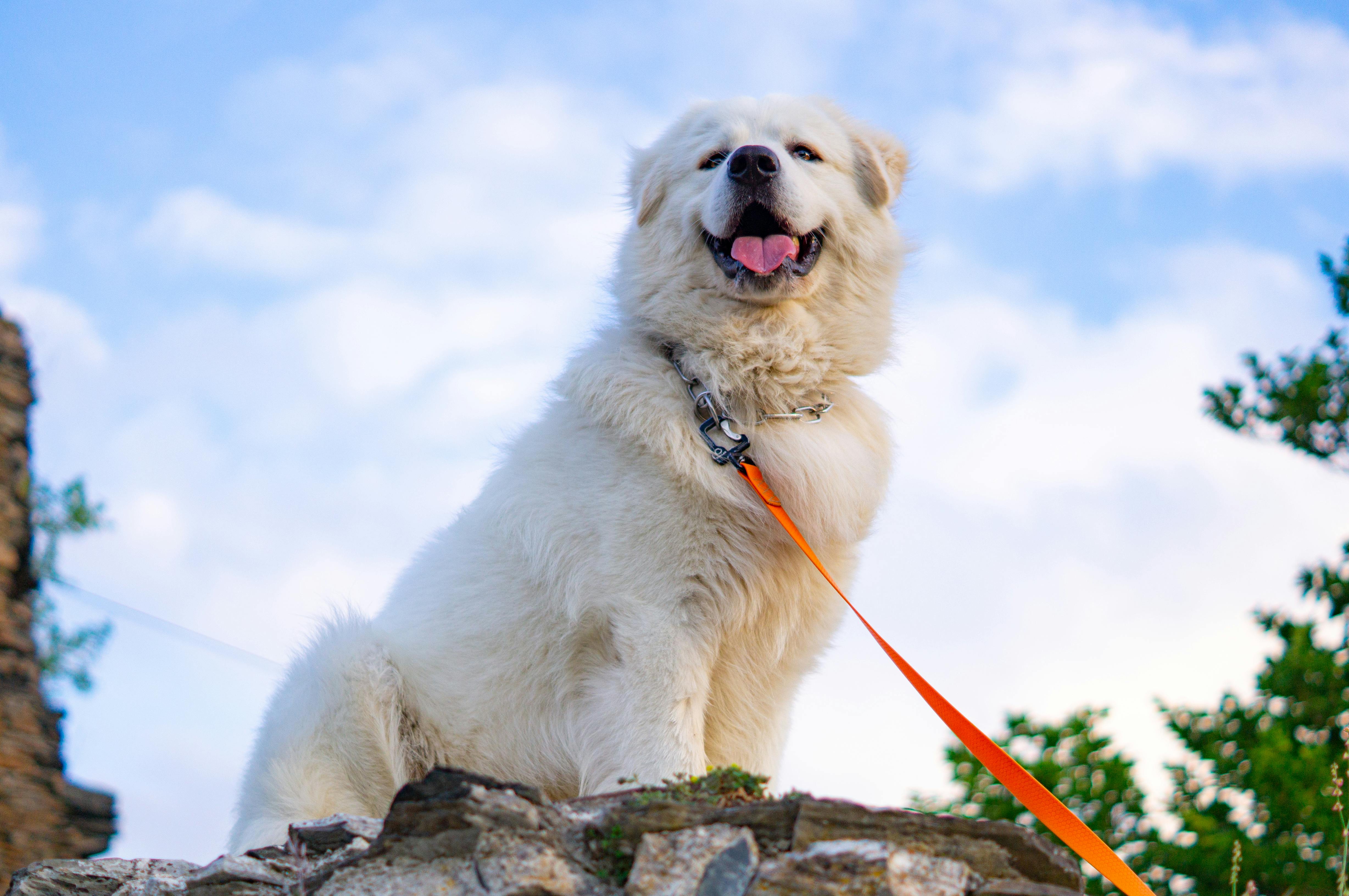 Maremma Italiaanse Berghond adopteren